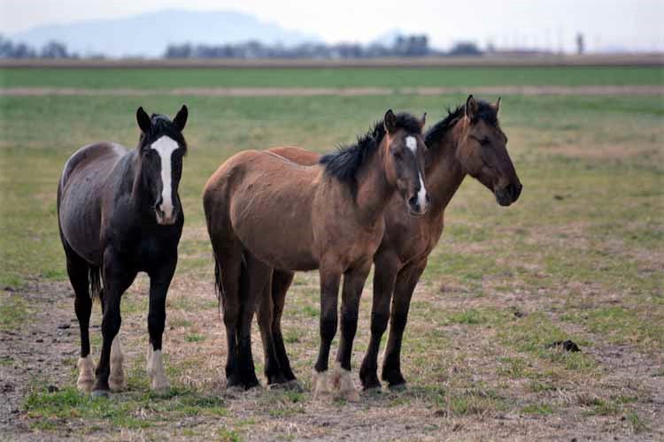 mustangs